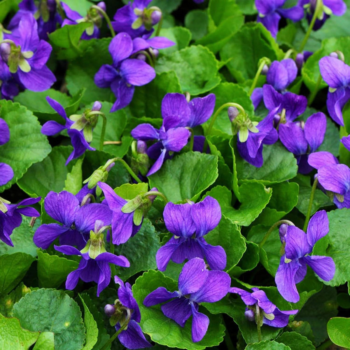 Wivolibe Viola seeds suit beds, baskets, and windowsill planters.