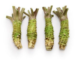 Wivolibe Wasabi Mustard Seeds germination supports rapid home harvest