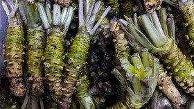 Wivolibe Wasabi Mustard Seeds microgreens offer peppery flavor in weeks