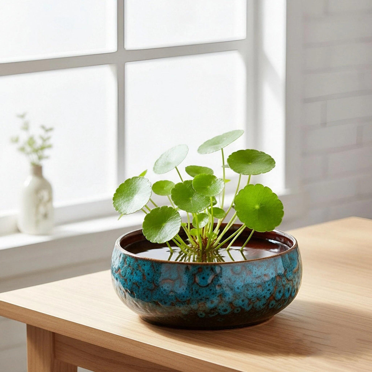 WKHOKI Lotus Bowl Planter demonstrates hydroponic setup with water-friendly design.