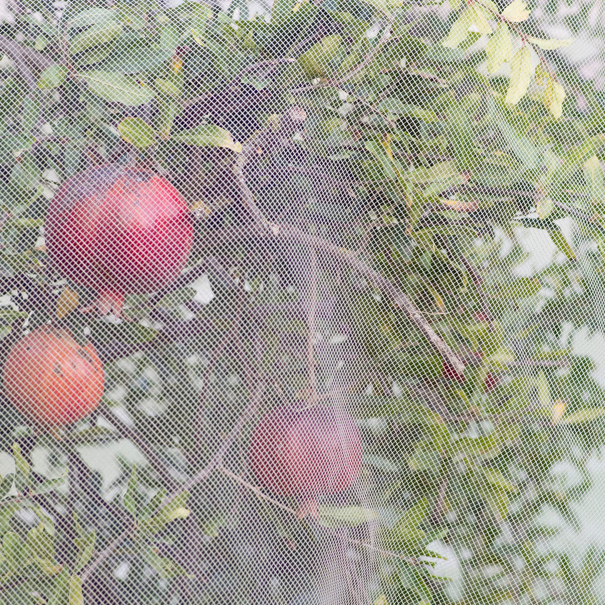 Woanger garden row cover netting installed over rows with hoops
