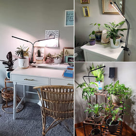 wolezek Grow Lights in use on a plant shelf demonstrates even coverage