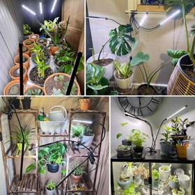wolezek grow lights in use with plants—even coverage along a rack.
