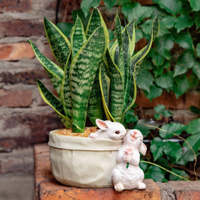 WONDHOME succulent garden pot ideal for kitchen herbs and small plants.