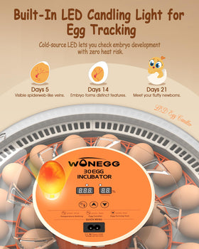 WONEGG incubator LED-candler allows non-invasive progress checks with visible veins