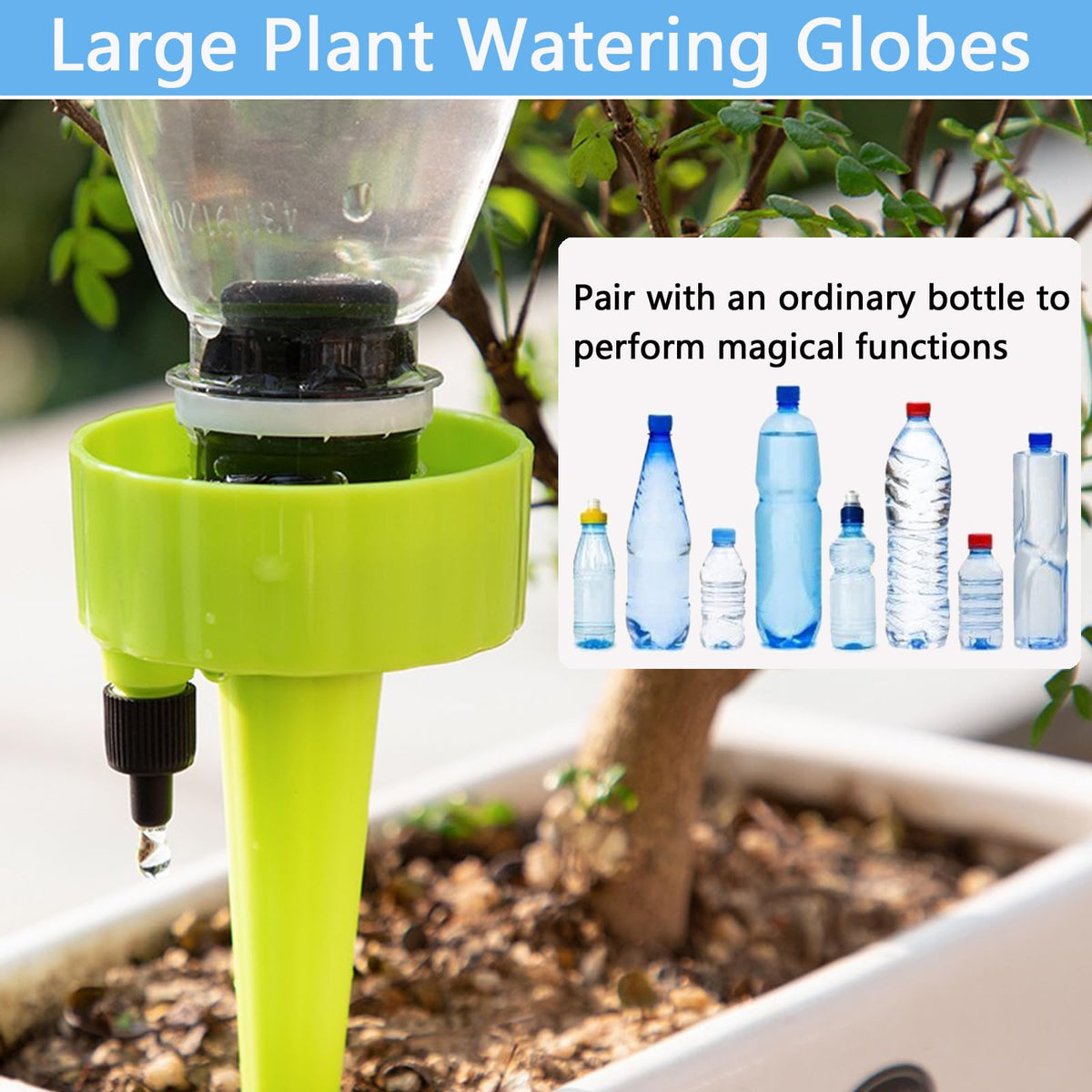 Wonglea suitable for indoor and outdoor plants and spaces