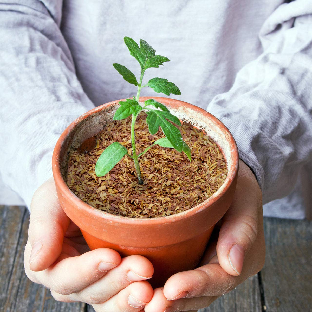 Wood Smith USA cedar chips in indoor planters help maintain soil moisture.