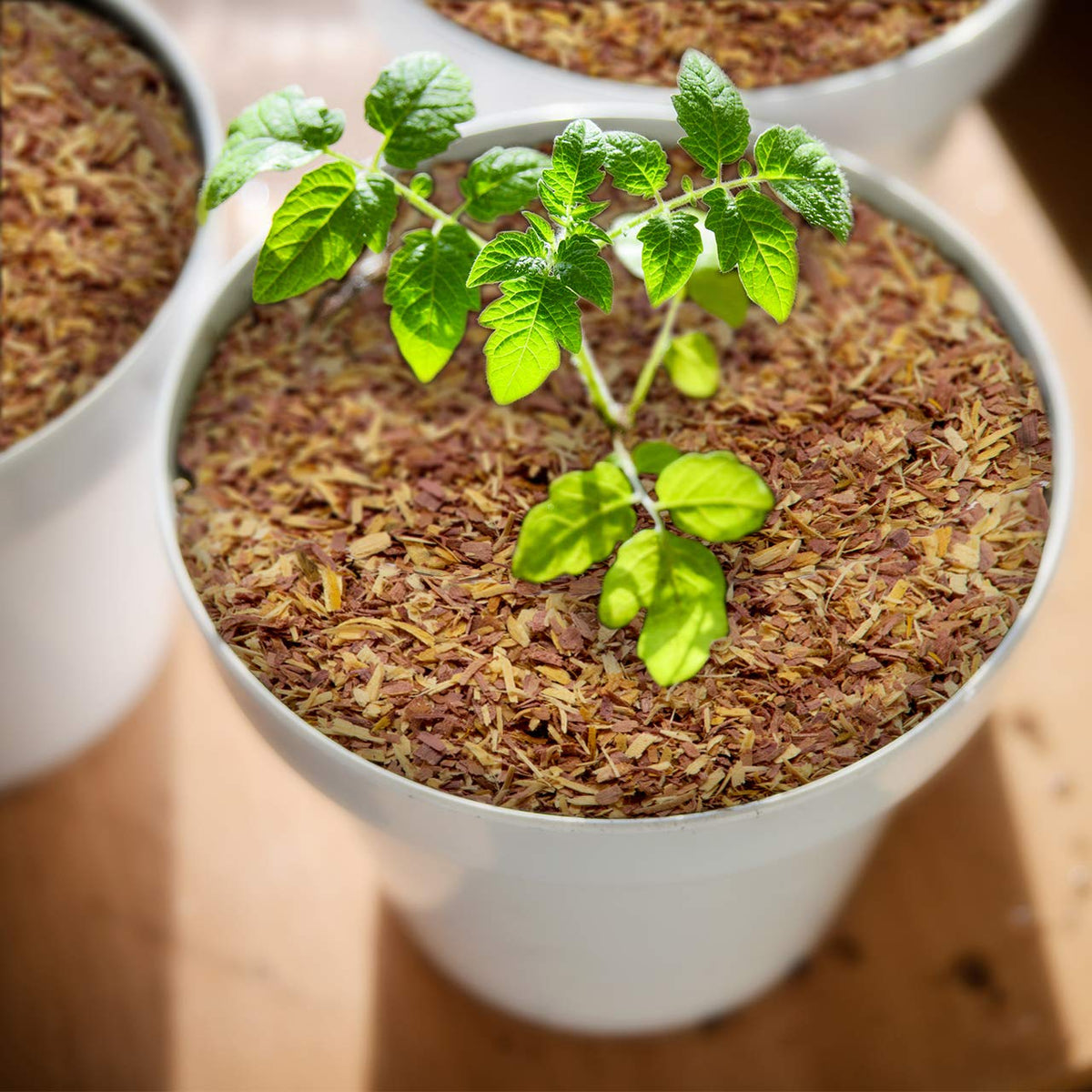 Wood Smith USA cedar chips for outdoor gardens and hanging planters.