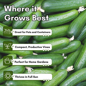Woods Creek Seeds heirloom non-GMO cucumber seeds ready to sow