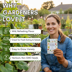 Beit Alpha Persian cucumber seeds designed for raised beds and plots