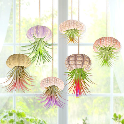 Woosytoo sea urchin shell hanging jellyfish-inspired display for Tillandsia