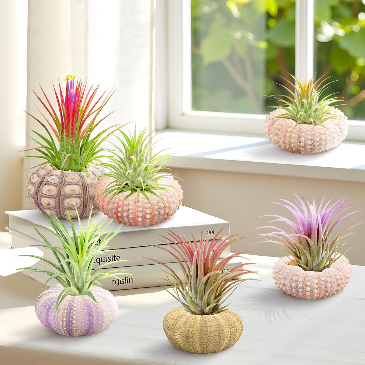 Woosytoo hanging sea urchin shells paired with air plants for lightweight art