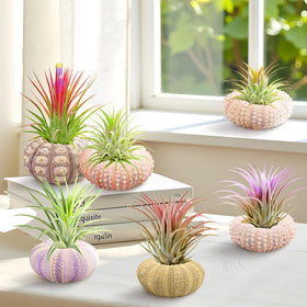 Woosytoo hanging sea urchin shells paired with air plants for lightweight art
