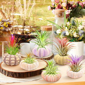 Woosytoo sea urchin shells with pre-drilled hanging lines for easy setup