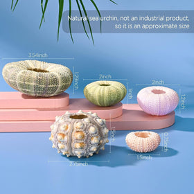 Woosytoo sea urchin shells showcased as floating garden decor