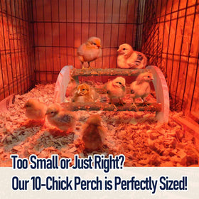 WORLEYX baby-chick-toy-enrichment-perch encourages natural exploration and playful exercise.