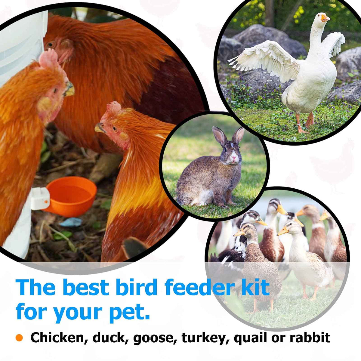 Cozy, reliable watering from WORLEYX cups supports daily flock care.