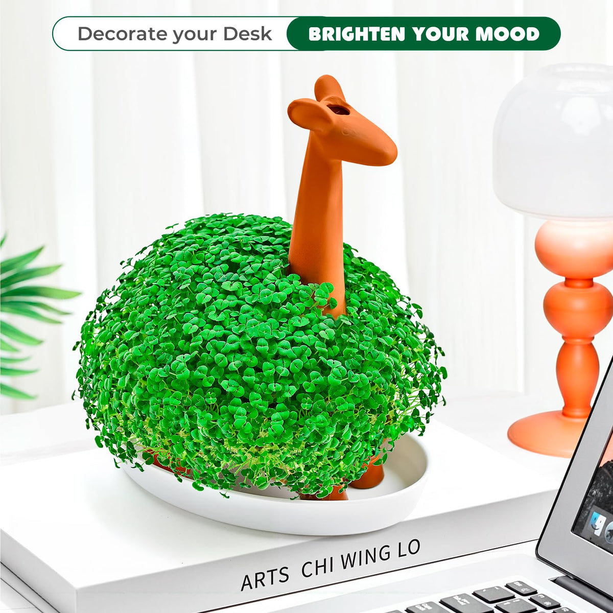 WOWMVP chia seed growth preview captures sprouts and daily anticipation