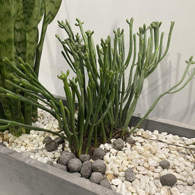 Wowoda ring allows growth through the frame, keeping stems upright and blooms visible