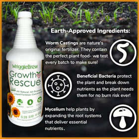 WriggleBrew applied to ornamental flowers for steady feeding.