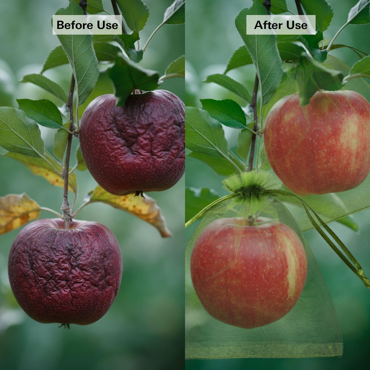 WSepascI fruit-protection-bags-6x9-green reusable and washable for multiple seasons.