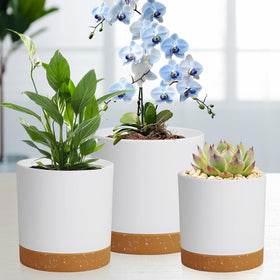 WSMKSZ 7-inch planter suits orchids, succulents, and herbs in bright spaces.