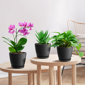 WSMKSZ multi color pack adds cheerful variety to shelves and balconies