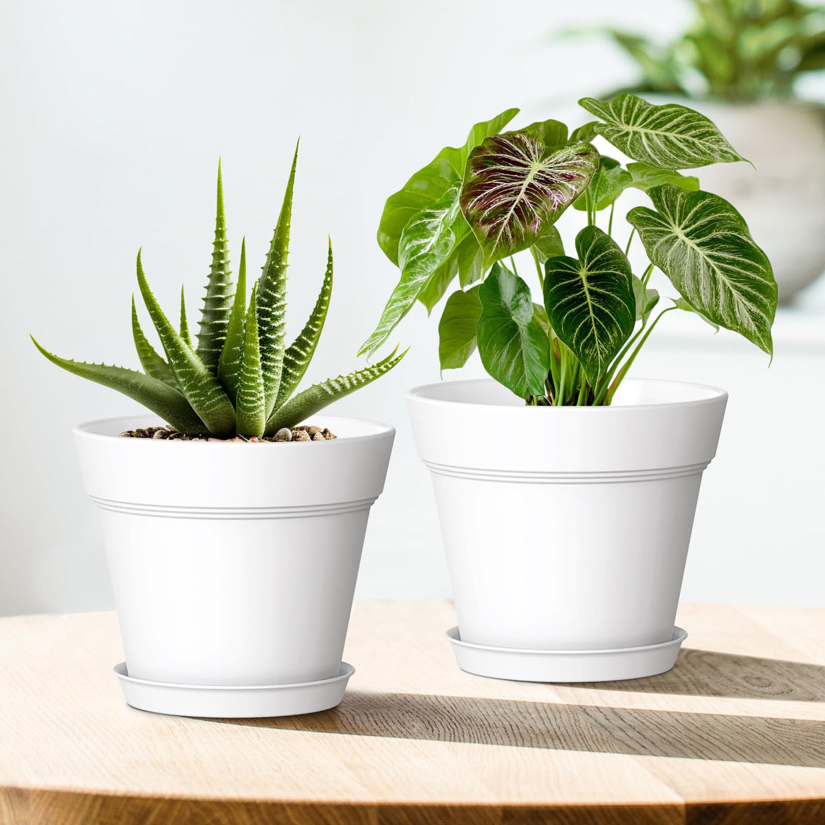 WSMKSZ 7inch pot suited for seed starting and small plant propagation.