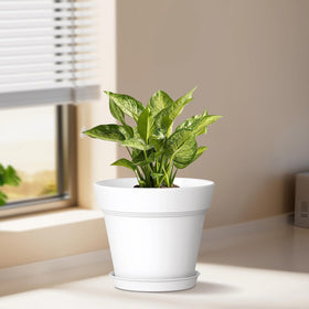 WSMKSZ pot with saucer keeps surfaces clean and moisture contained.