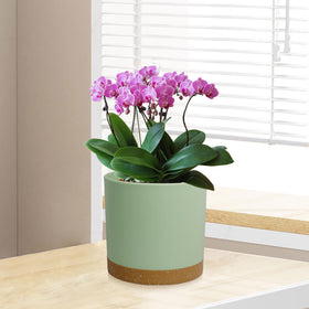 WSMKSZ detachable-tray design helps contain spills indoors.