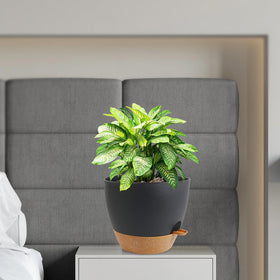 WSMKSZ drainage holes prevent overwatering and support healthy roots.