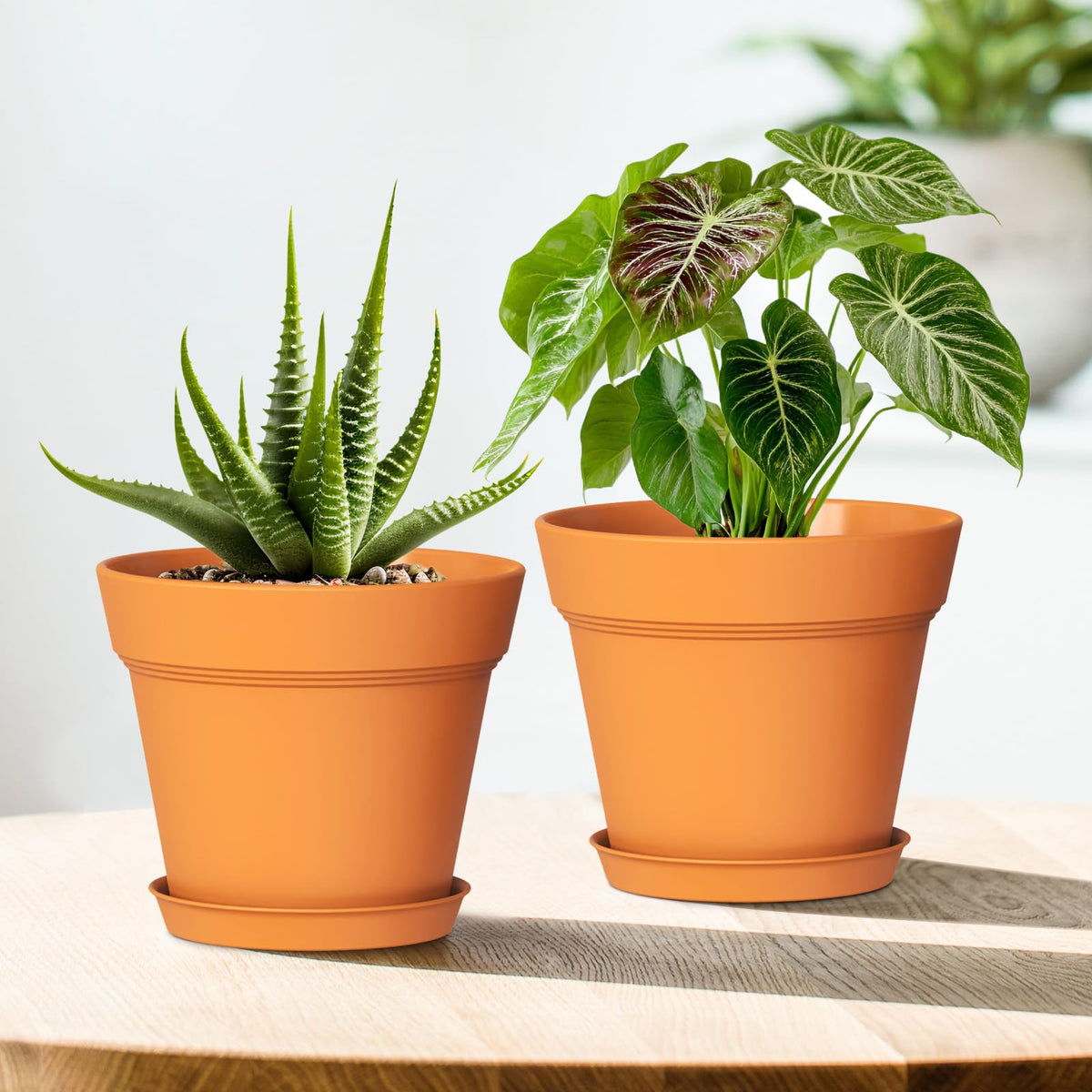 WSMKSZ versatile pots for indoor and outdoor planting spaces.