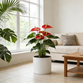 WSMKSZ lightweight design makes it easy to rearrange plants
