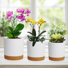 WSMKSZ circular pots with drainage holes prevent overwatering and help plant health.