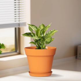 WSMKSZ nursery pots 6-pack, perfect for starting herbs indoors.
