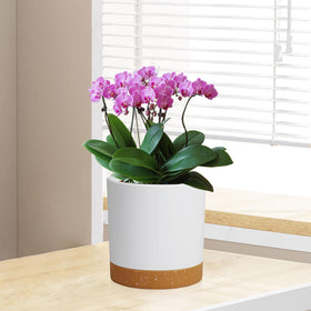 WSMKSZ sturdy 5-pack planters are lightweight yet durable for indoor or outdoor use.