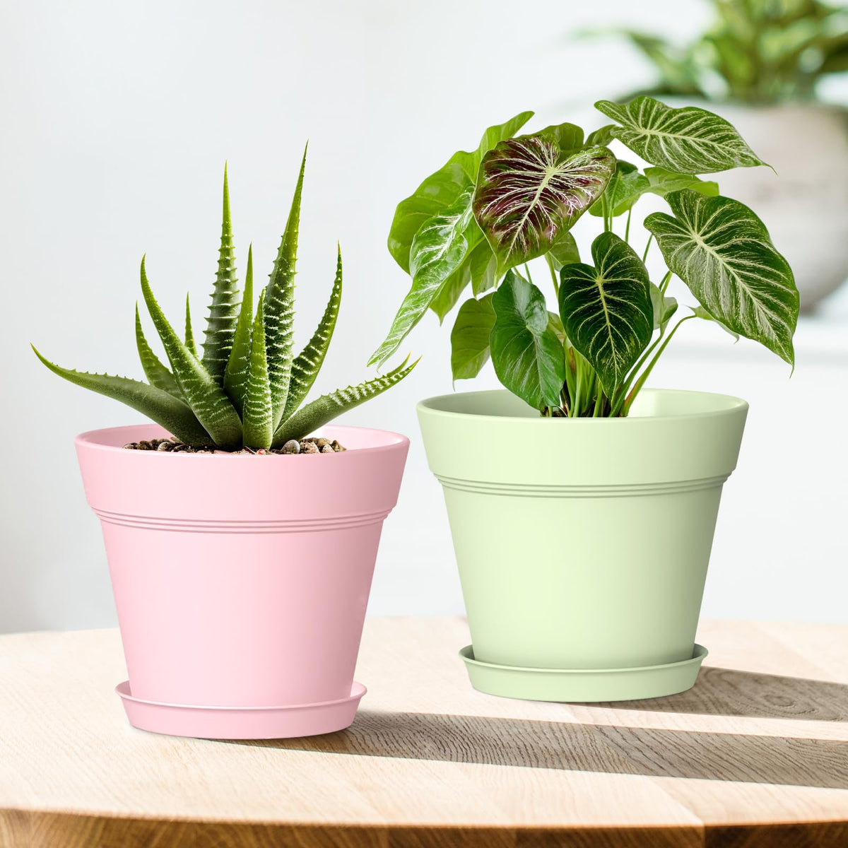 WSMKSZ seedling starter pots support healthy seedling growth and propagation.