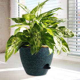 WSMKSZ self-watering design with built-in reservoir supports busy lifestyles