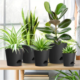 WSMKSZ self-watering pot 6-pack packaging for easy storage and gift options.