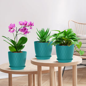 WSMKSZ succulent planting in blue-green pot for easy care