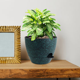 WSMKSZ two-pack planter set offers versatile indoor/outdoor use.