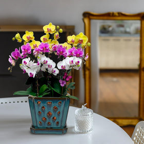 W&W ceramic orchid pot on shelf blends practicality with teal glaze.