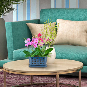 W&W orchid pot complements a variety of repotting setups with its balanced shape.