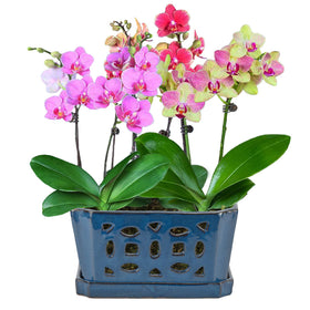 W&W orchid pot supports other plants, extending its versatility beyond orchid care.