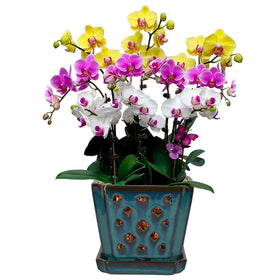 W&W Orchid Pot with holes and saucer in teal for better drainage and repotting.