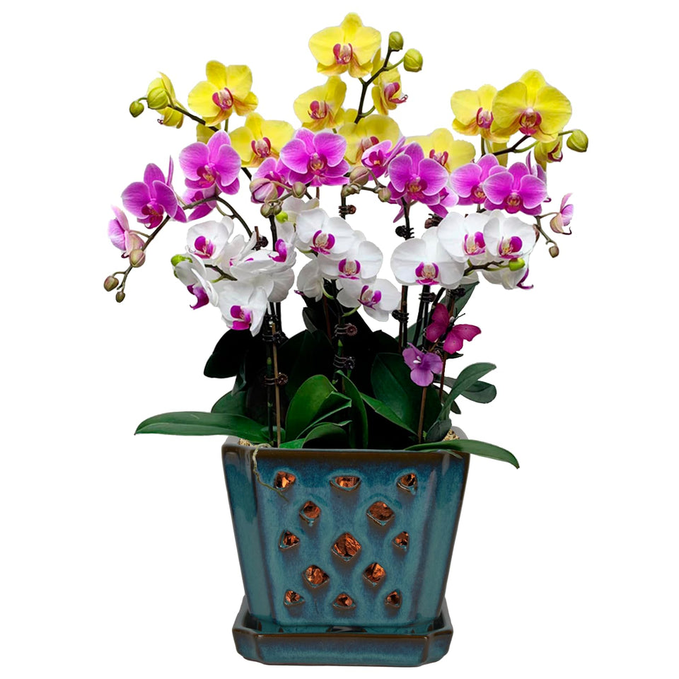 W&W Orchid Pot with holes and saucer in teal for better drainage and repotting.