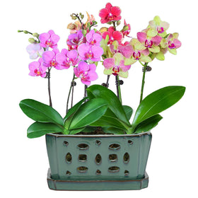 Versatile design supports other plants beyond orchids