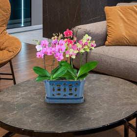 W&W blue planter adds elegance to desks, shelves, and windowsills.