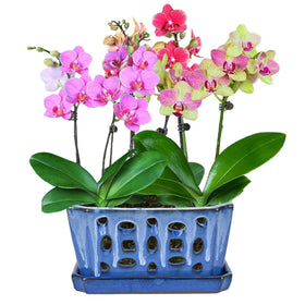 W&W versatile orchid pot suitable for other small plants and flowers.