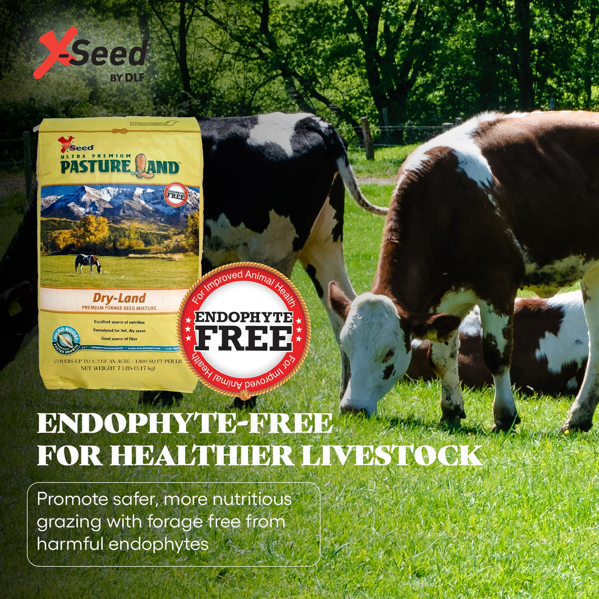 X-Seed endophyte-free pasture seed blend for safe grazing.